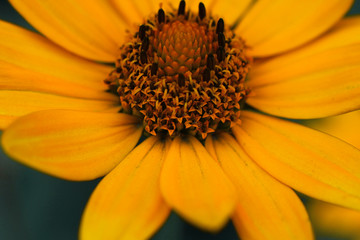 Macro of flowers and grass with beautiful bokeh