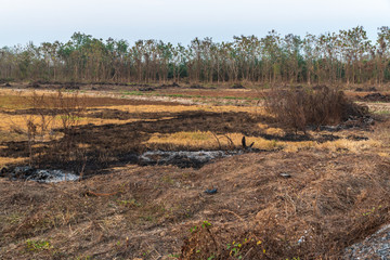 Fields after the fire of human combustion.