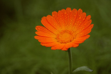 Macro of flowers and grass with beautiful bokeh