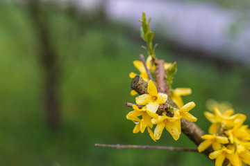 forsythia blossom flowers spring austria