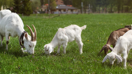 Group of goats, female mother and three young kids, grazing on green meadow, farm house in...