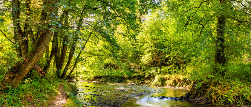 Fototapeta Piękna leśna panorama z potokiem i jasnym słońcem świecącym przez drzewa