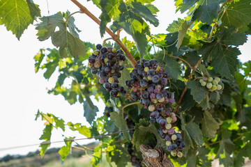 It's grape harvest time. Author's wine