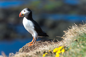 Lundy papageitaucher at Látrabjarg latrabjarg in iceland at a cliff