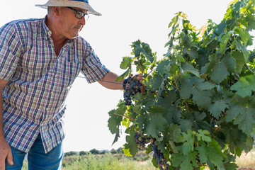 It's grape harvest time. Author's wine