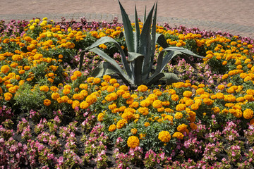 Summer bright flower bed of yellow and orange Marigold flowers (Tagetes erecta, Mexican, Aztec or African marigold) with the big Agave in the center. Sunny day. Natural light.