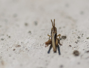 Small grasshopper. Selective focus with shallow depth of field. 
