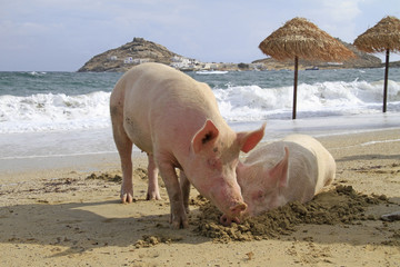 Pigs enjoying the beach life in Mykonos, Greece