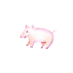 Pig.Symbol of the new year.Watercolor hand drawn illustration.White background.