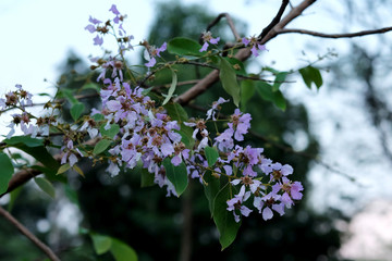 Trendy violet flower in a winter time in a park, fresh beautiful flower in a comfort environment in a popular travel destination for tourist and photographers