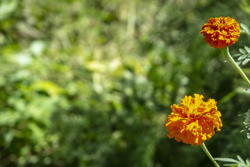 Close-up of orange heads of Marigold flowers (Tagetes erecta, Mexican, Aztec or African marigold) on green blurred background of summer plants.