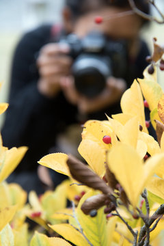 The woman with the camera takes pictures of the leaves on the tree, Kyoto, Japan. Focused on the plant.