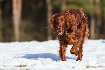 Irish Red Setter