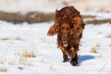 Irish Red Setter
