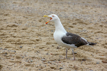 seagull on a sandy beach