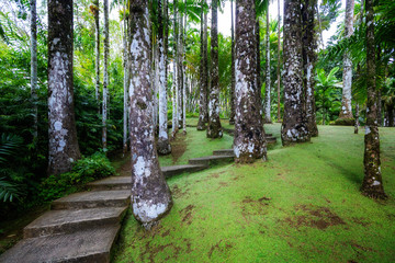 The Balata is a botanical garden located on the Route de Balata about 10 km outside of Fort-de-France, Martinique