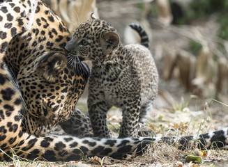 Cheetah with young