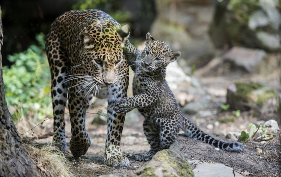 Cheetah Young Jumps Up 