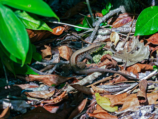 Four-lined Ameivas in Cahuita - Costa Rica. Ameiva quadrilineat (four-lined ameiva or four-lined whiptail) is a species of whiptail lizard found in western Panama, Costa Rica, and southeast Nicaragua.