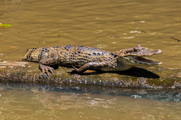 A smilling crocodile in Tortuguero national park (Costa Rica)