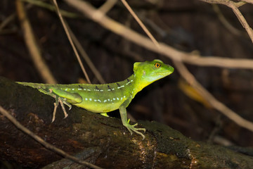 The plumed basilisk (Basiliscus plumifrons), also called a green basilisk, double crested basilisk, or Jesus Christ lizard, is a species of corytophanid native to Central America.