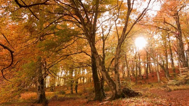 Foliage in Monti Cimini, Lazio, Italy. Autumn colors in a beechwood. Beechs with red leaves for background in 4k