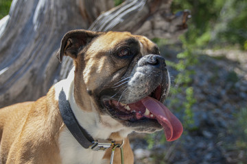 Bulldog posing in profile for a natural portrait outdoors