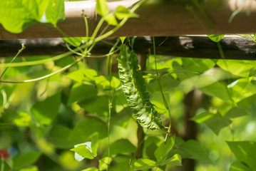 Winged bean green nature food  background