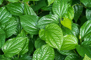  leaf green nature food  background