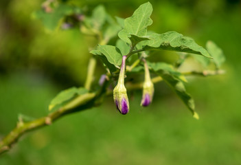 Eggplant green nature food  background