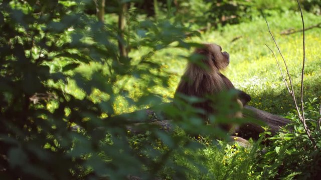 gelada baboon sitting behind the tree 50fps