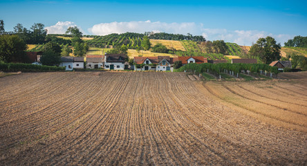Obraz premium Weinbaugebiet in Österreich