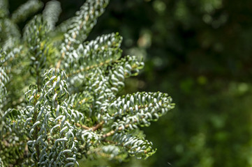 Green and silvery spruce needles on the branches of Abies koreana 'Silberlocke' on the dark green background. Close-up in natural sunligh. Place for your text.