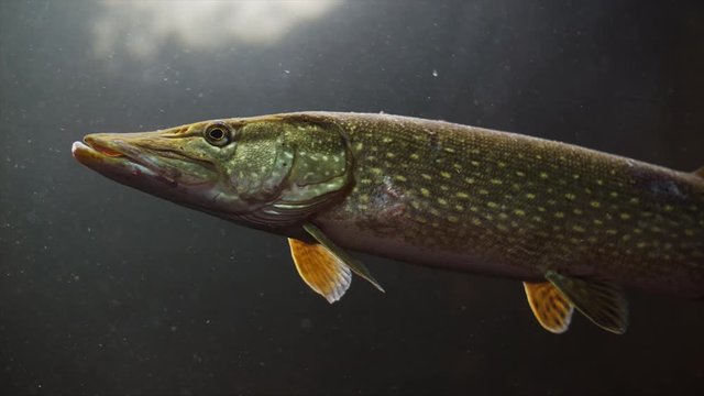 the esox lucius 50fps