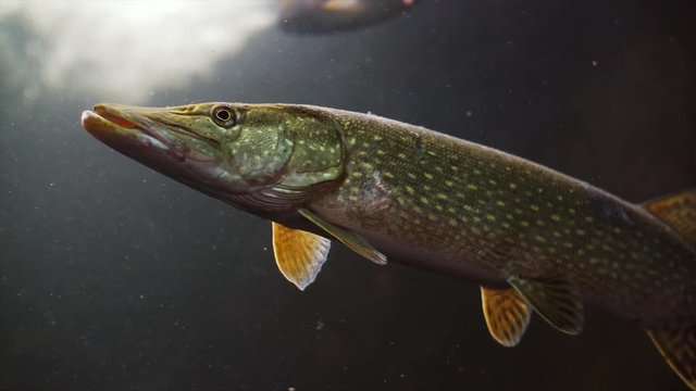 the esox lucius 50fps
