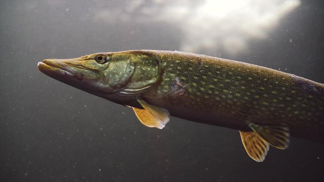 the esox lucius 50fps