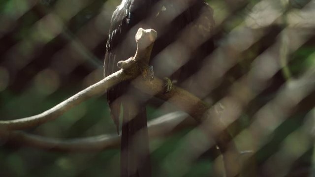 the white-crested hornbill in cage 50fps
