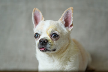 portrait of a chihuahua on a gray background
