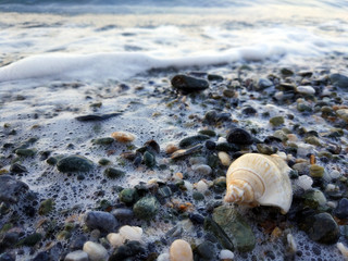 small sea snale on the shore
