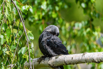 The crow cleans feathers. It sits on a branch.