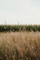 Cornfield