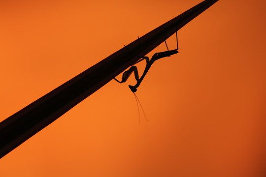 African mantis or African praying mantis (Sphodromantis lineola) sitting on a branch with an orange background. African mantis silhouette.