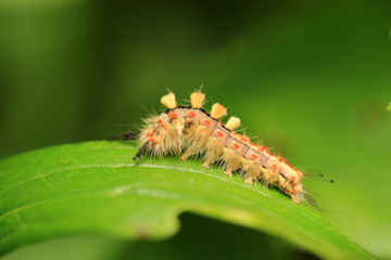 Schlehen-Bürstenspinner