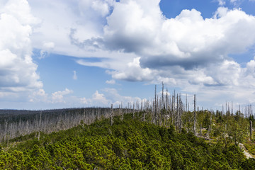 Obraz premium View to Dreisessel, Trojmezi and Trojmezna hills with forests destroyed by bark beetle infestation (calamity) in Sumava mountains.