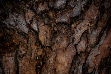 Textured background of a pine tree bark in the autumn forest