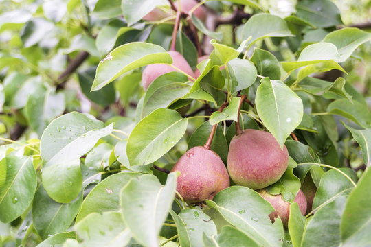 many pears on tree