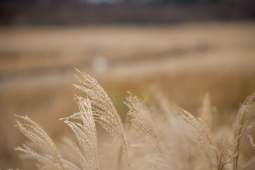 黄金に輝くすすきとその後ろに広がるすすきの草原