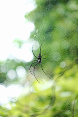 Spider on a spider web