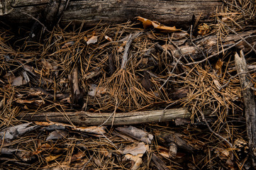 Textured background of the early autumn forest floor