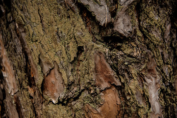 Textured background of a green tree bark in the autumn forest